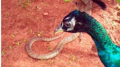 ময়ূর কীভাবে সাপ খেয়েও সুস্থ থাকে... সংগৃহীত ছবি। 