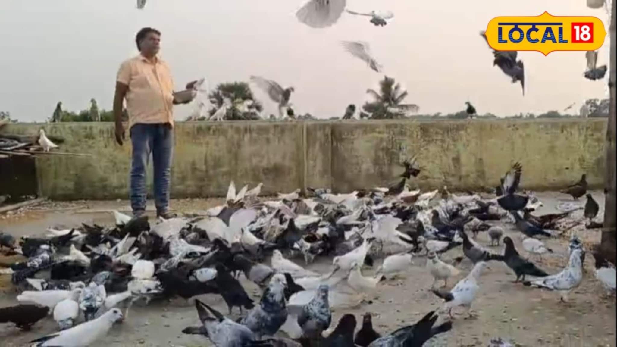 Pigeon Lover: নাজমুলের এক ডাকেই সাড়া দেয় ৩০০০ পায়রা! সাগরদিঘীর বুকে অন্যরকম ছবি, দেখতে ভিড় জমান অনেকেই