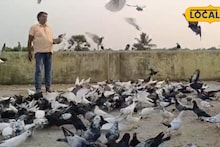 Pigeon Lover: নাজমুলের এক ডাকেই সাড়া দেয় ৩০০০ পায়রা! সাগরদিঘীর বুকে অন্যরকম ছবি, দেখতে ভিড় জমান অনেকেই