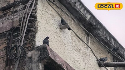 বারান্দায় পায়রার উপদ্রব? ছোট্ট একটি কৌশলে কোনও ক্ষতি ছাড়াই দূরে থাকবে সব পাখি!