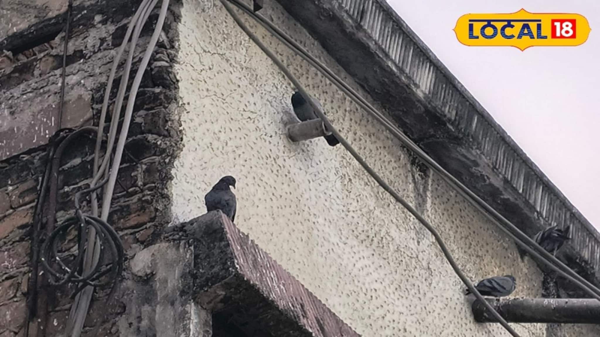 How To Get Rid Of Pigeons At Home: সকাল-সন্ধ্যা পায়রার ডাকে নাজেহাল? ১ টাকাও খরচ না করে আজই ট্রাই করুন এই ঘরোয়া টোটকা, কয়েক মিনিটের মধ্যেই অদৃশ্য হয়ে যাবে