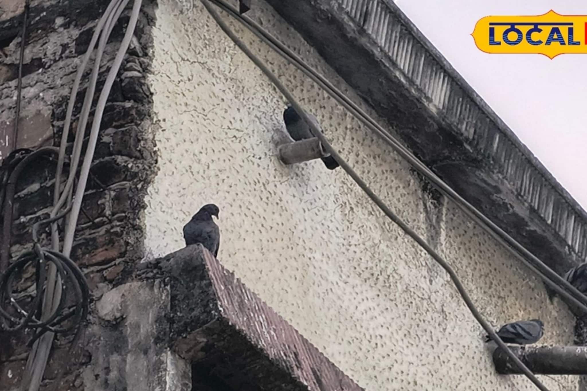 বারান্দায় পায়রার উপদ্রব? ছোট্ট একটি কৌশলে কোনও ক্ষতি ছাড়াই দূরে থাকবে সব পাখি!