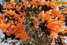 Palash Flower: পুরুলিয়ায় পলাশের দেখা নেই, কেন প্রকৃতির আগুন রঙ ফিকে? বৈজ্ঞানিক কারণ ব্যাখ্যা করলেন উদ্ভিদ বিভাগের বিশিষ্ট অধ্যাপক