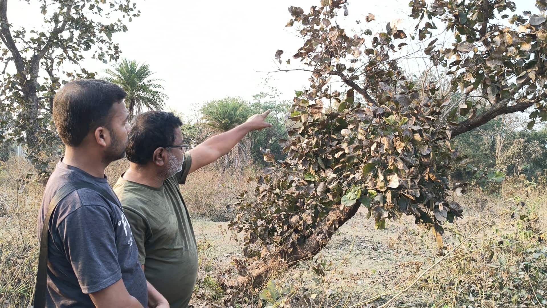 পলাশহীন পুরুলিয়া