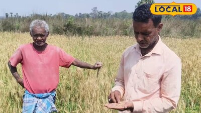 বাড়তি লাভের আশায় গম চাষের দিকে ঝুঁকছেন পুরুলিয়ার কৃষকরা