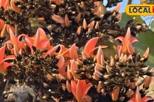 Purulia Tourism: পুরুলিয়ার পর্যটনে জোর ধাক্কা! লাফিয়ে কমছে বুকিং, পর্যটকেরা হঠাৎ কেন মুখ ফেরাচ্ছেন জানুন