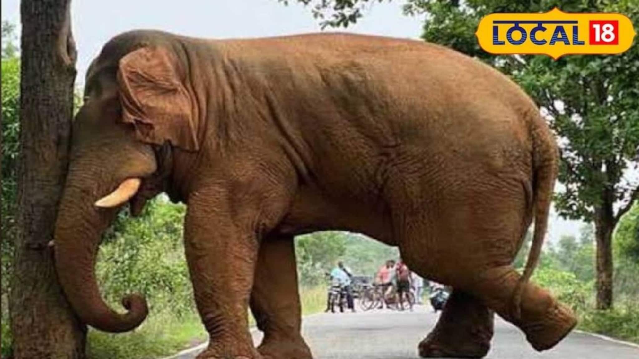 Jhargram News: অন্য মুডে জঙ্গলমহলের ত্রাস রামলাল! শুঁড় দিয়ে গাছ থেকে টপাটপ এঁচোড় পাড়ছে আর খাচ্ছে, দারুণ দৃশ্য