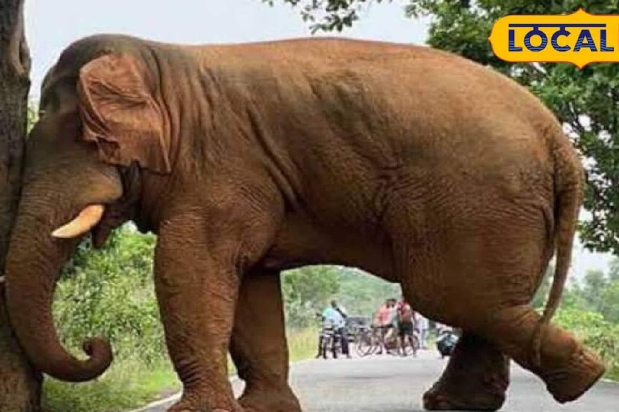 অন্য মুডে জঙ্গলমহলের ত্রাস রামলাল! গাছ থেকে টপাটপ শুঁড় দিয়ে এঁচোড় পাড়ছে আর খাচ্ছে