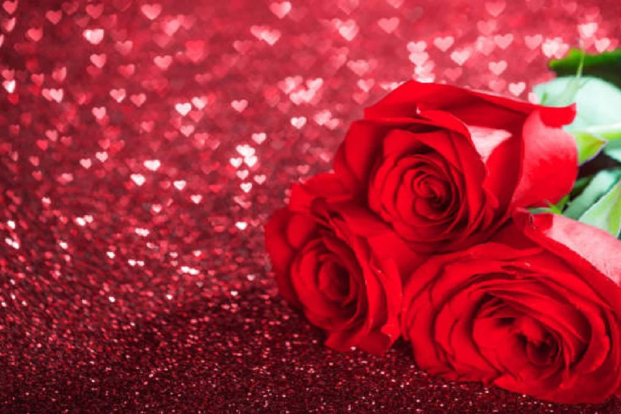 এক পিস গোলাপ কত টাকায় উপহার দেন কাছের মানুষকে? এখানে মেলে ৫০ টাকায় ৫০ টি গোলাপ ফুল