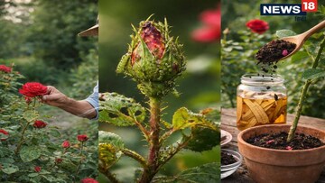গাছের ধারেকাছে ঘেঁষবে না পোকামাকড়, দ্বিগুণ বাড়বে গোলাপের মাপ! '৫' ম্যাজিক টোটকা জানুন