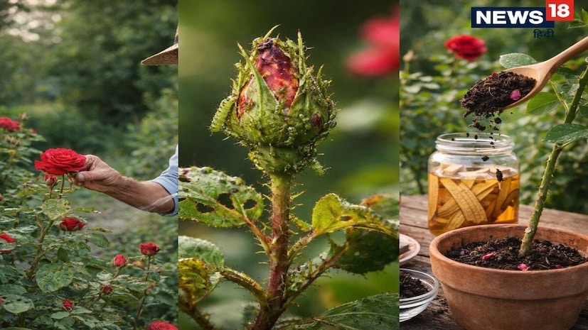 *বাগানে সুন্দর বড় আকারের গোলাপ ফোটাতে অনেকেই খুব ভালবাসে। গোলাপকে 'ফুলের রাজা' বলা হয়, কিন্তু তাদের যত্ন নেওয়াও কম চ্যালেঞ্জিং নয়। প্রায়শই সবুজ গাছ হঠাৎ শুকিয়ে যায়, পাতায় কালো দাগ দেখা দেয়, অথবা কুঁড়ি ফুল ফোটার আগেই শুকিয়ে ঝরে পড়ে। ছবিঃ এআই। *বাগানে সুন্দর বড় আকারের গোলাপ ফোটাতে অনেকেই খুব ভালবাসে। গোলাপকে 'ফুলের রাজা' বলা হয়, কিন্তু তাদের যত্ন নেওয়াও কম চ্যালেঞ্জিং নয়। প্রায়শই সবুজ গাছ হঠাৎ শুকিয়ে যায়, পাতায় কালো দাগ দেখা দেয়, অথবা কুঁড়ি ফুল ফোটার আগেই শুকিয়ে ঝরে পড়ে। ছবিঃ এআই।
