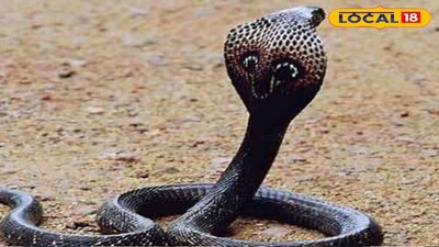 সাপের ছোবল থেকে বাঁচার উপায় 