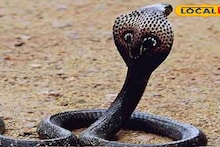 Snake Facts: গরম পড়তেই বাড়ছে সাপের ছোবলে মৃত্যু! সাপে কামড়ালে তৎক্ষণাৎ কী করবেন? বিশেষজ্ঞরা জানালেন জীবন বাঁচানোর সঠিক উপায়