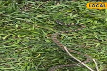 Snake: এক গাছ থেকে আরেকটায় উড়ে যায়? বিরল এই সাপের সম্পর্কে রহস্য যে কাউকে অবাক করবে
