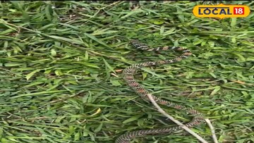 এক গাছ থেকে আরেকটায় উড়ে যায়? বিরল এই সাপের সম্পর্কে রহস্য যে কাউকে অবাক করবে