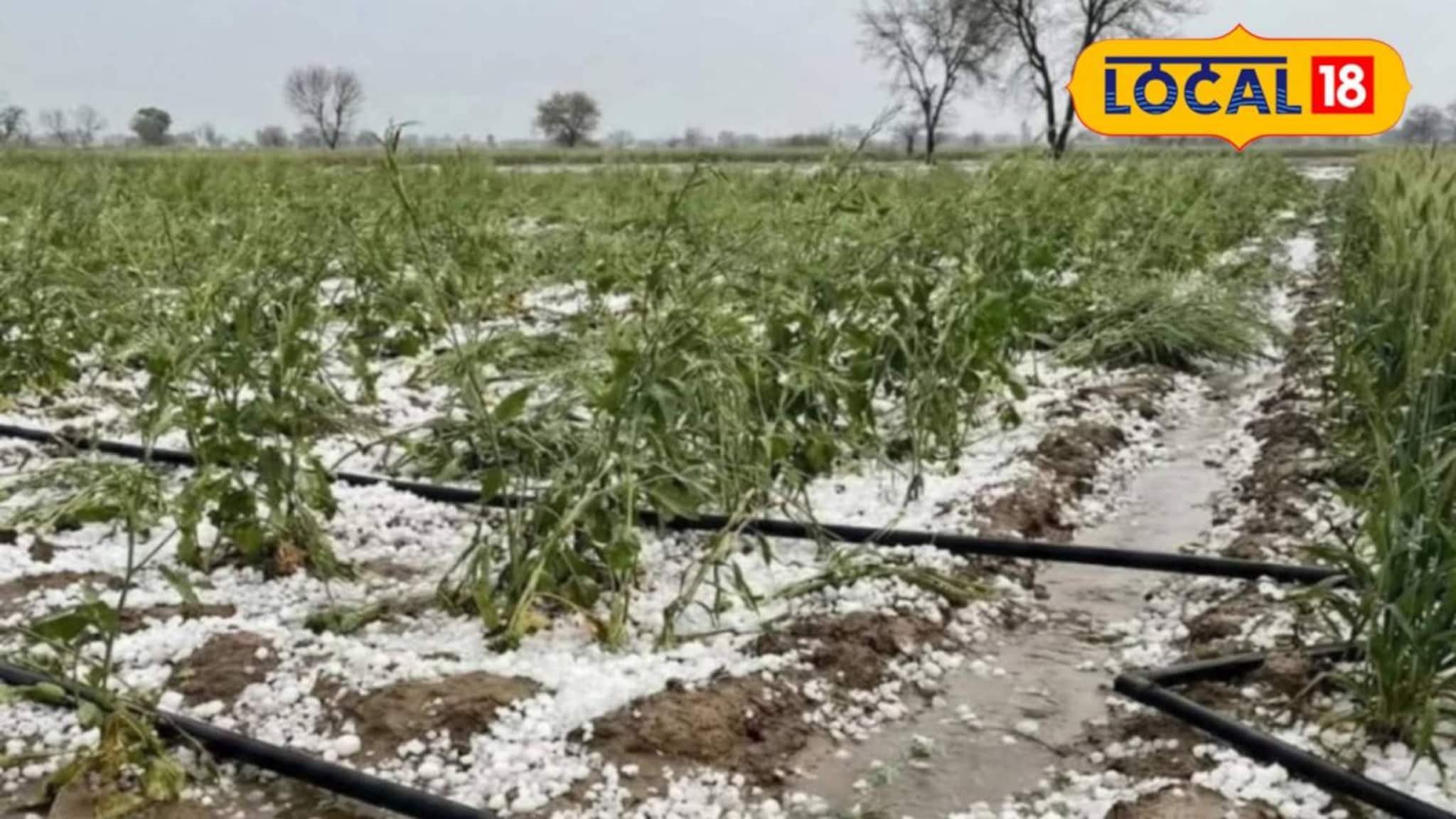 Agriculture News: ফলনের হাসি নিমেষে উধাও! দক্ষিণ ২৪ পরগনার সবজি চাষিদের কপালে চিন্তার ভাঁজ, ব্যাপক ক্ষতির আশঙ্কা