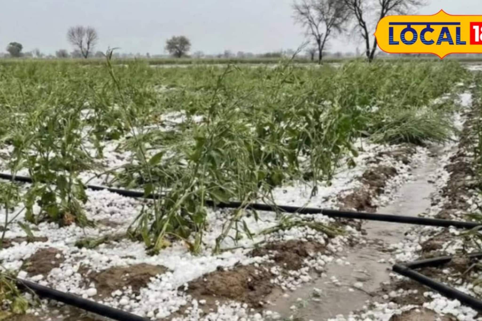 দক্ষিণ ২৪ পরগনার সবজি চাষিদের কপালে চিন্তার ভাঁজ! ব্যাপক ক্ষতির আশঙ্কা