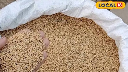 ধান | প্রতীকী ছবি ধান | প্রতীকী ছবি