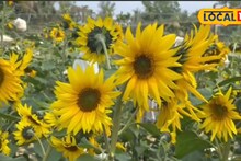Agriculture News: অনুর্বর জমিতে সূর্যমুখী চাষ, চার মাসেই লাভের আশা, কেশিয়াড়িতে নতুন ভাবনা