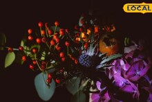 প্রয়োজন নেই দামি রুম ফ্রেশনারের, বারান্দায় এই সব সুগন্ধি ফুলের গাছ বসিয়ে নিলেই ঘর জুড়ে ছড়িয়ে পড়বে স্বর্গীয় অনুভূতি !