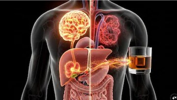 মদ্যপানের মিনিট খানেকের মধ্যেই শরীরে যা যা শুরু হয়, চিকিৎসক যা বললেন, শুনলে চমকে উঠবেন মদ্যপানের মিনিট খানেকের মধ্যেই শরীরে যা যা শুরু হয়, চিকিৎসক যা বললেন, শুনলে চমকে উঠবেন