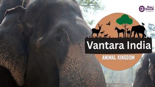 বনতারায় প্রাণী আমদানি নিয়ে তদন্তের আর্জি খারিজ সুপ্রিম কোর্টের, SIT রিপোর্টে কী জানা গেল?  