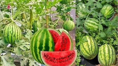 ছাদে তরমুজ চাষের উপায় 
