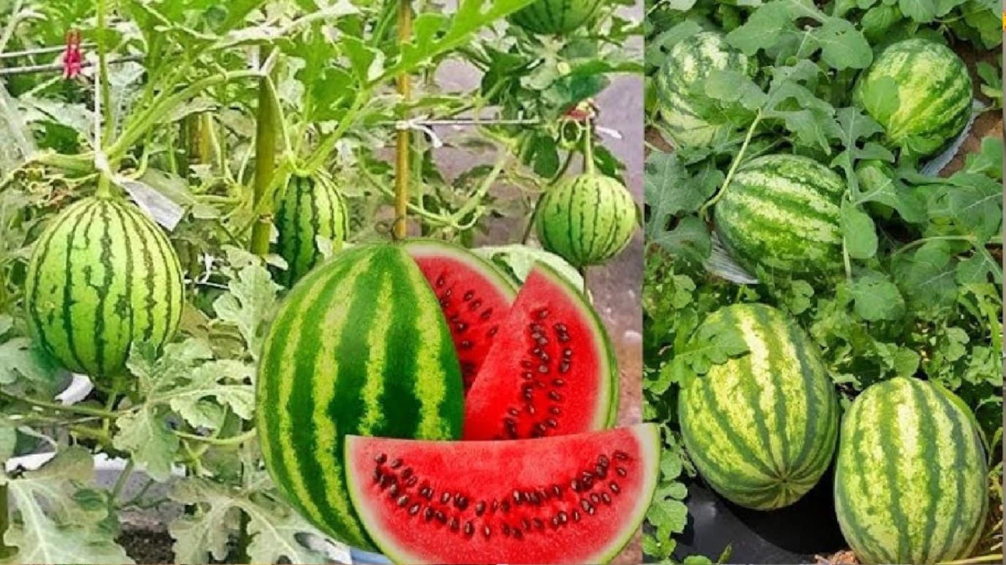 Gardening Tips: বাগান, ছাদের টবেই ফলান লাল টুকটুকে রসাল মিষ্টি তরমুজ, বাগান বিশেষজ্ঞের ছোট্ট ট্রিকেই বাজিমাত, এই গরমে একটাও কিনে খেতে হবে না