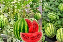 Gardening Tips: বাগান বা ছাদের টবেই ফলান লাল টুকটুকে রসাল মিষ্টি তরমুজ, ছোট্ট ট্রিক জানলে বাজিমাত, এই গরমে একটাও কিনে খেতে হবে না