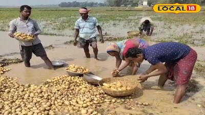 বৃষ্টিতে আলু চাষে ব্যাপক ক্ষতি 