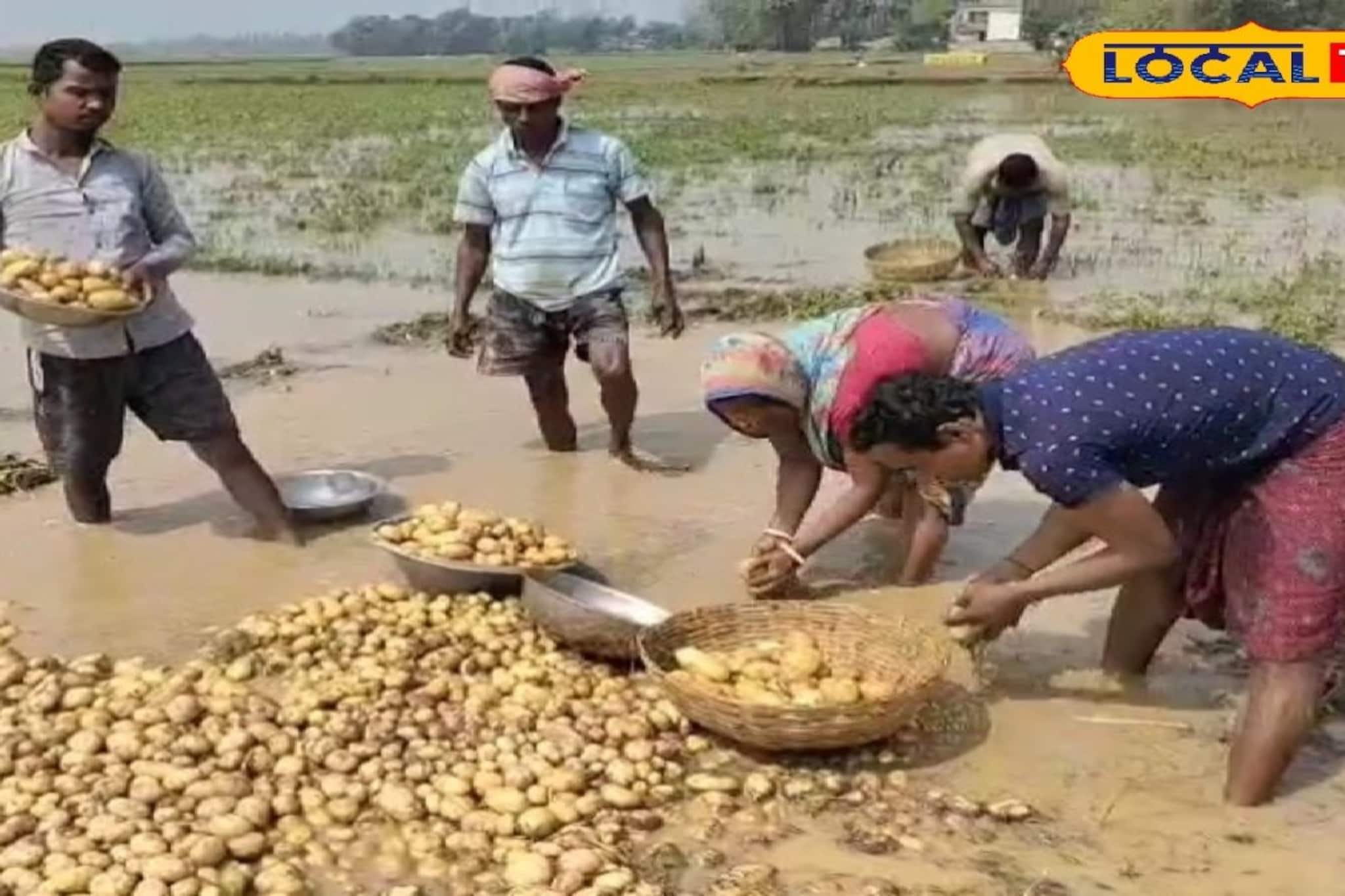 মাঠে অথৈ জল, ভাসছে আলু! চরম সঙ্কটে চন্দ্রকোনার চাষিরা মাঠে অথৈ জল, ভাসছে আলু! চরম সঙ্কটে চন্দ্রকোনার চাষিরা