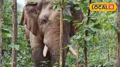 হাতিটিকে ধানের ক্ষেতে মুখ থুবড়ে পড়ে থাকতে দেখা যায়