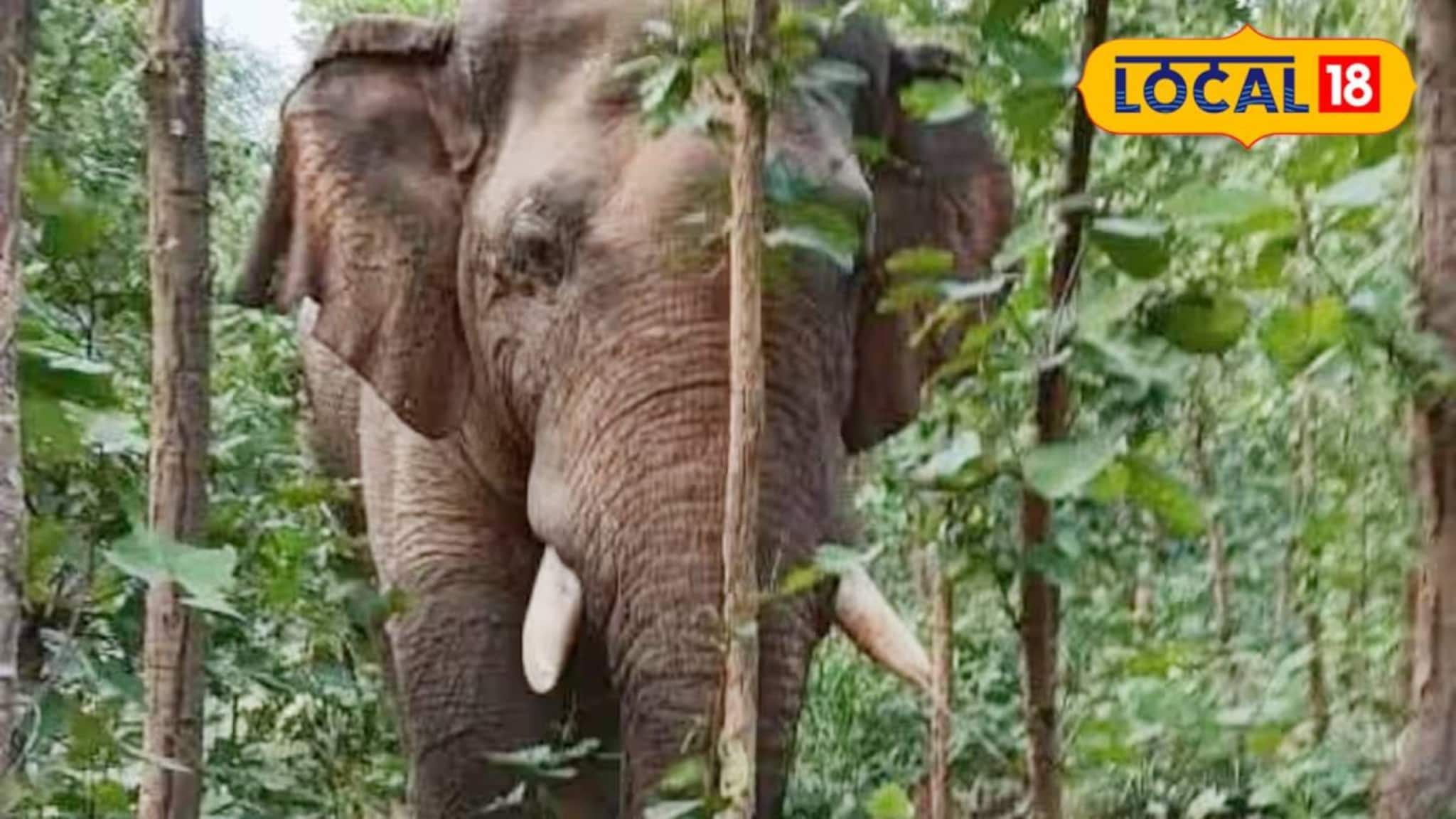 West Medinipur News: জঙ্গলমহলে ব্যাক টু ব্যাক হাতির মৃত্যু! এবার ধানের জমিতে মিলল পূর্ণবয়স্ক দাঁতালের দেহ, তদন্তে বন দফতর