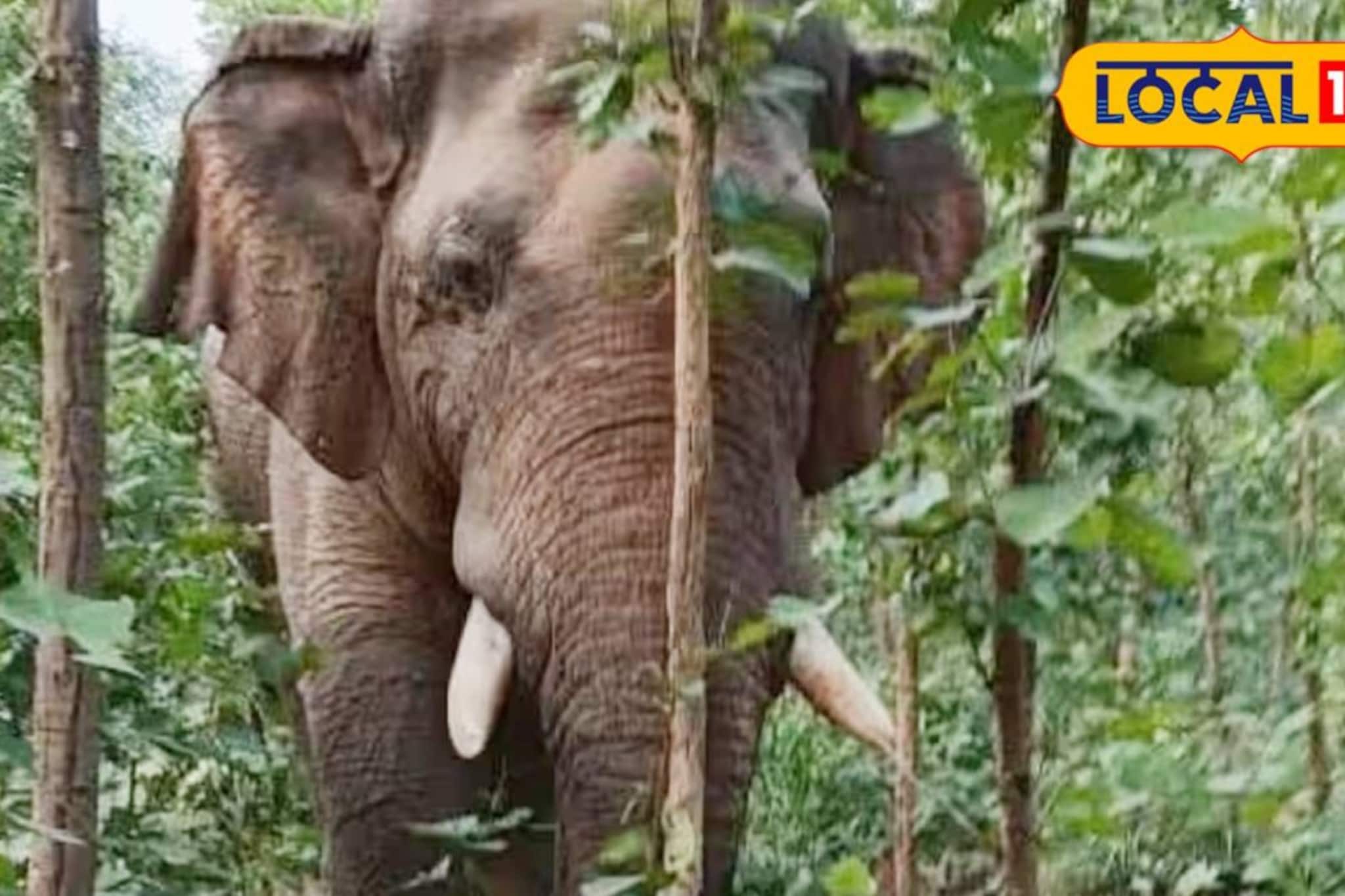 জঙ্গলমহলে ব্যাক টু ব্যাক হাতির মৃত্যু! এবার ধানের জমি থেকে পূর্ণবয়স্ক দাঁতালের দেহ উদ্ধার জঙ্গলমহলে ব্যাক টু ব্যাক হাতির মৃত্যু! এবার ধানের জমি থেকে পূর্ণবয়স্ক দাঁতালের দেহ উদ্ধার