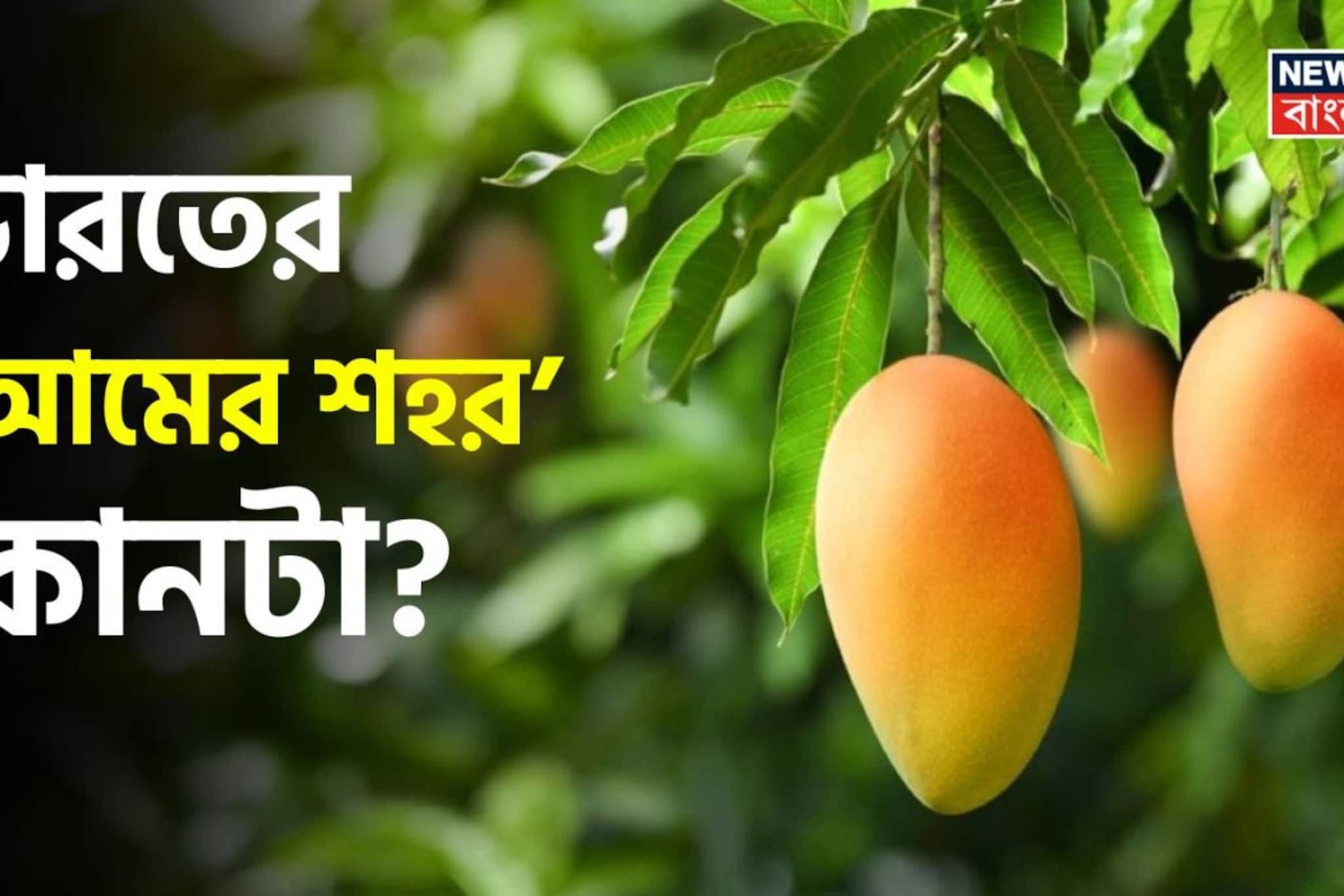 আম খেতে তো ভালবাসেন, বলুন দেখি ভারতের ‘আমের শহর’ কোনটা? শুধু একজন খাঁটি আম্রপ্রেমীই বলতে পারবেন সঠিক উত্তর! আম খেতে তো ভালবাসেন, বলুন দেখি ভারতের ‘আমের শহর’ কোনটা? শুধু একজন খাঁটি আম্রপ্রেমীই বলতে পারবেন সঠিক উত্তর!