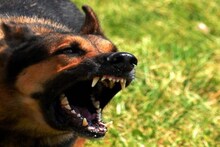 বুনো শুয়োরের সঙ্গে মুখোমুখি লড়াই! আলিপুরদুয়ারে ৬ বছরের শিশুর প্রাণ বাঁচাল পথ কুকুর!