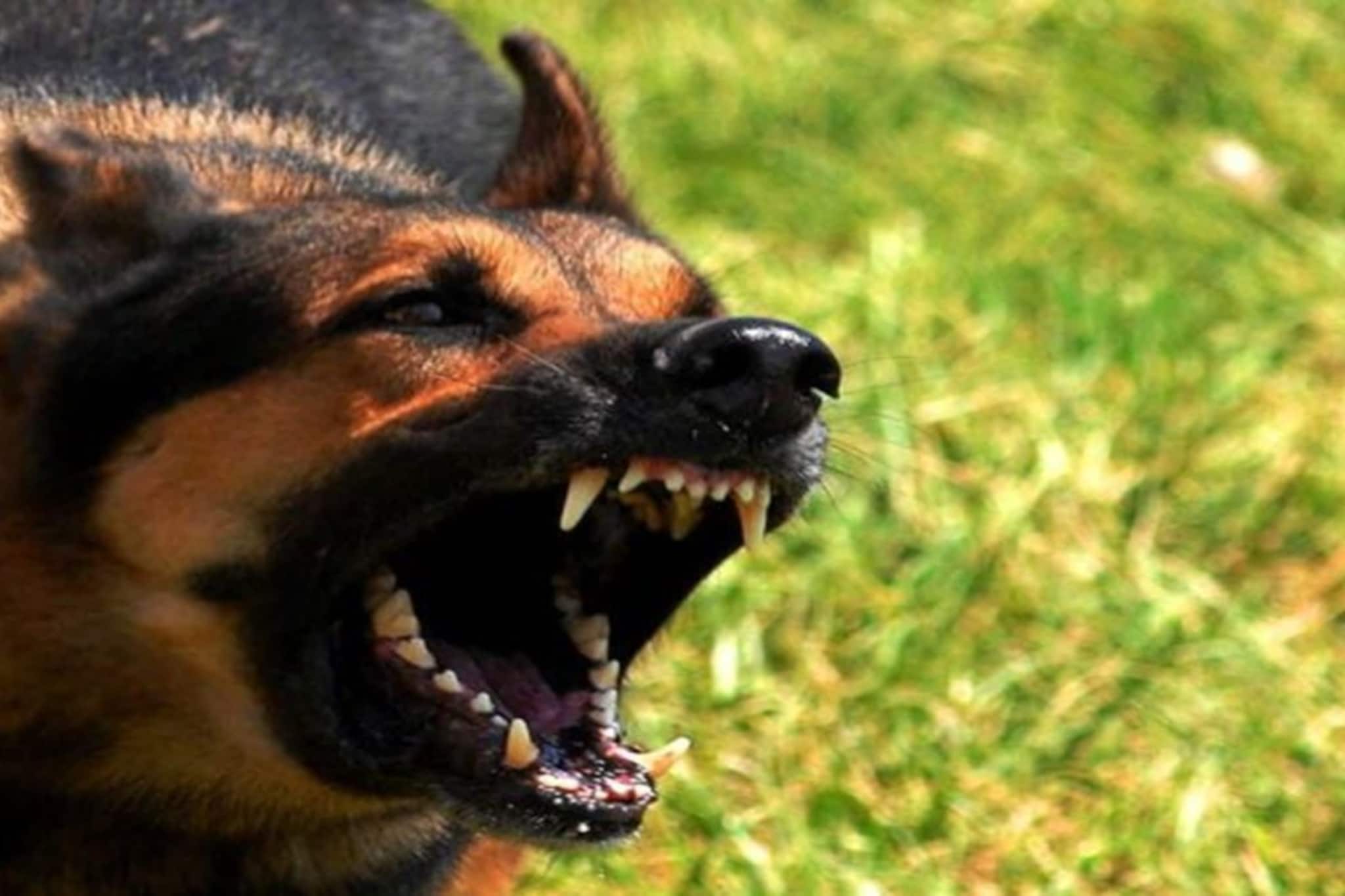 বুনো শুয়োরের সঙ্গে মুখোমুখি লড়াই! আলিপুরদুয়ারে ৬ বছরের শিশুর প্রাণ বাঁচাল পথ কুকুর! বুনো শুয়োরের সঙ্গে মুখোমুখি লড়াই! আলিপুরদুয়ারে ৬ বছরের শিশুর প্রাণ বাঁচাল পথ কুকুর!