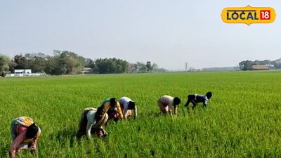 চাষের কাজ