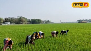 চাষের কাজ