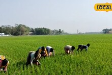 South 24 Parganas News: গোকুলনগরের চাষিদের কাছে 'শাপে বর' ওয়াশ আউট ভালভ! চাষবাসে এল দারুণ সুবিধা, কীভাবে উপকৃত হচ্ছে জানলে অবাক হবেন