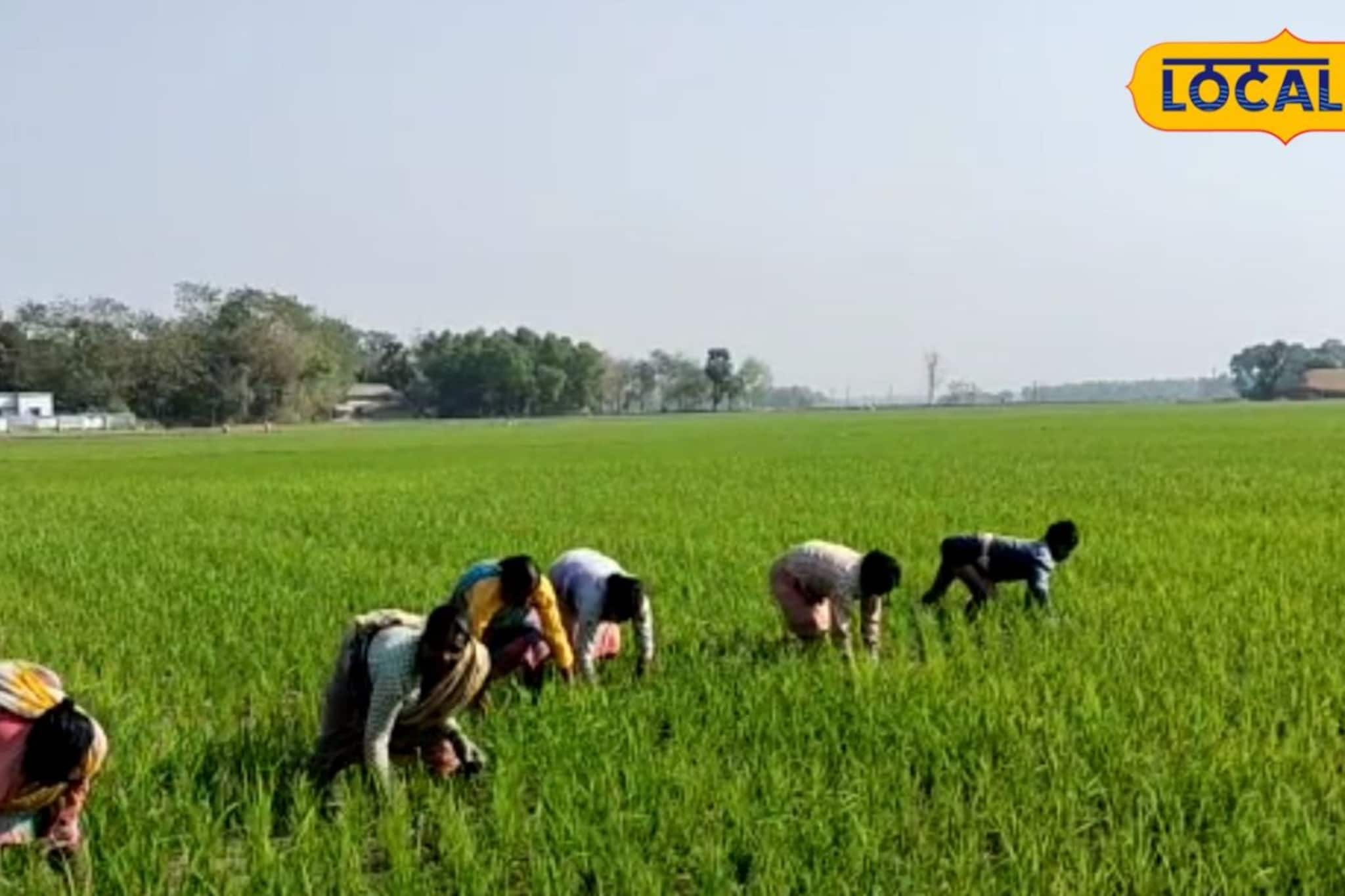 গোকুলনগরের চাষিদের কাছে 'শাপে বর' ওয়াশ আউট ভালভ! ব্যাপক উপকৃত এলাকার চাষিরা গোকুলনগরের চাষিদের কাছে 'শাপে বর' ওয়াশ আউট ভালভ! ব্যাপক উপকৃত এলাকার চাষিরা