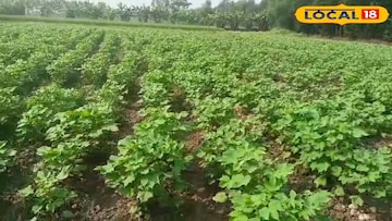 সুন্দরবনে