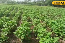 Agriculture News: এই চাষেই জমিতে কমছে নুনের ভাগ! সুন্দরবনে ফলছে কাপাস তুলো