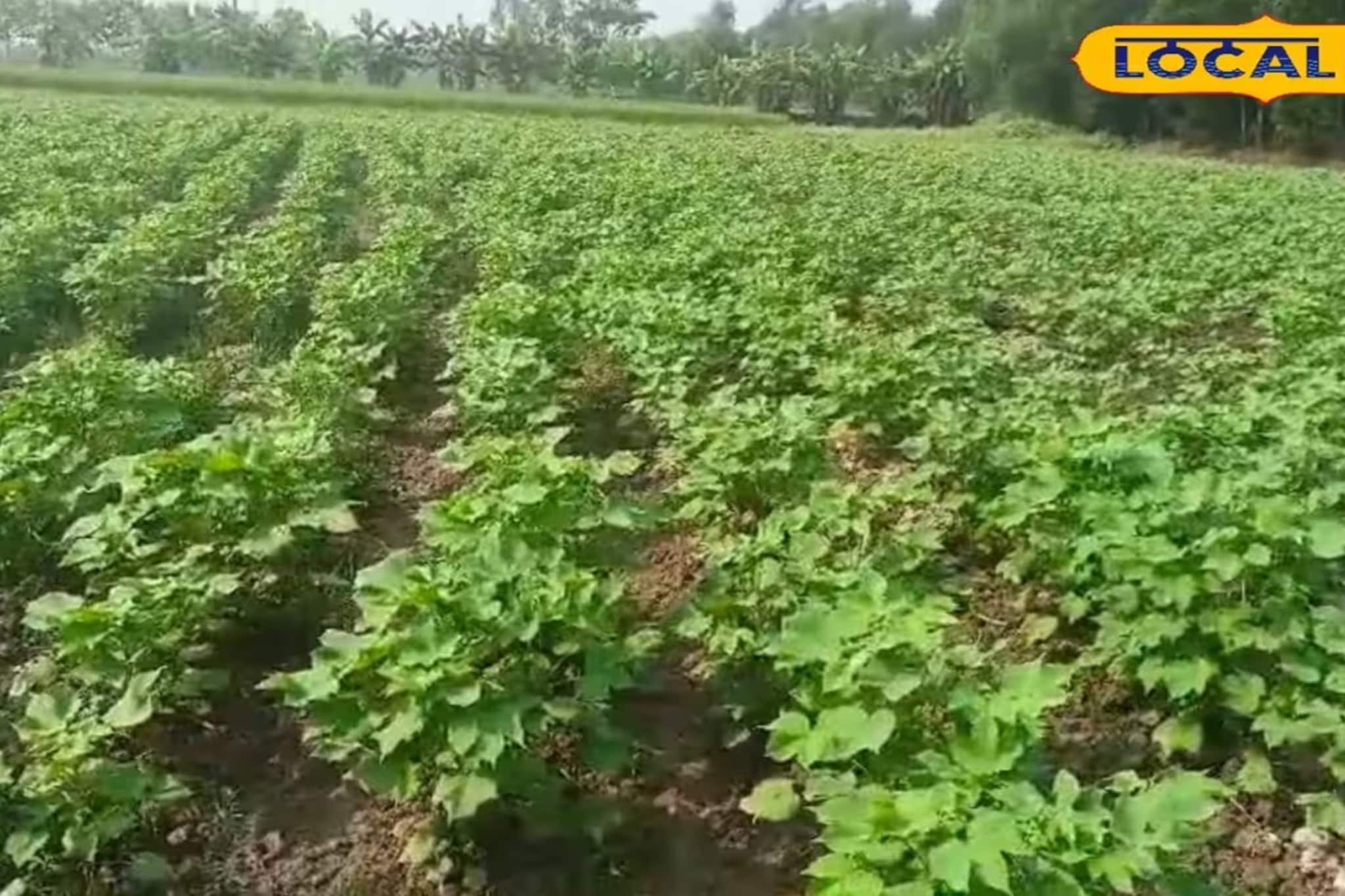 এই চাষেই জমিতে কমছে নুনের ভাগ! সুন্দরবনে  ফলছে কাপাস তুলো
