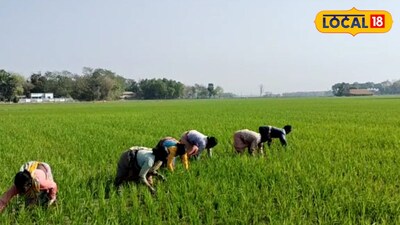 মাঠে চাষে ব্যস্ত চাষিরা