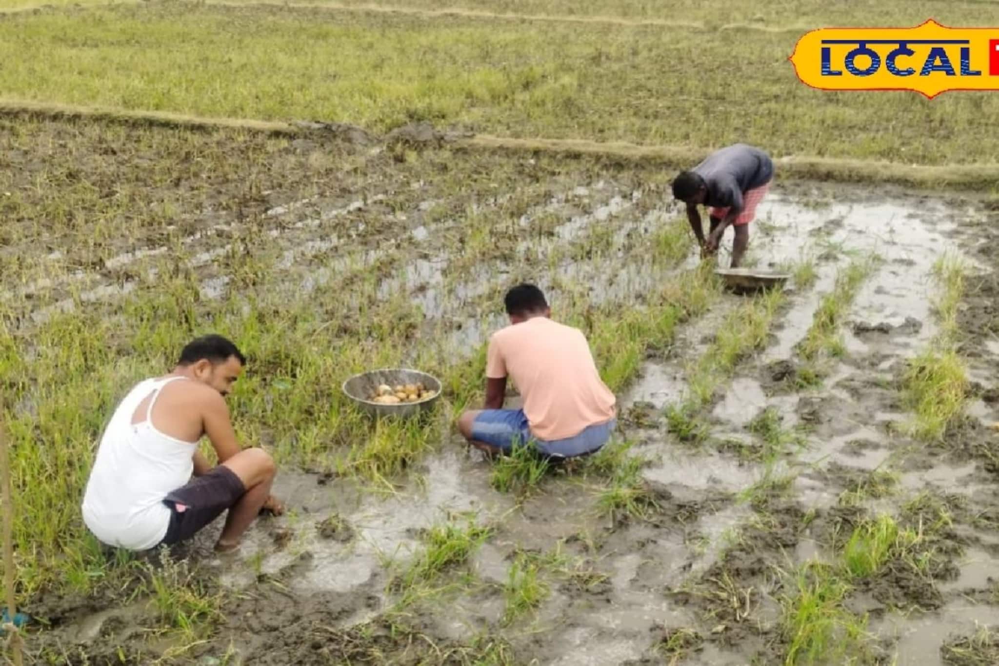 শিলাবৃষ্টিতে লক্ষ লক্ষ টাকার ফসল শেষ, ঘরে তোলার মুখে আলু চাষে বড় ধাক্কা শিলাবৃষ্টিতে লক্ষ লক্ষ টাকার ফসল শেষ, ঘরে তোলার মুখে আলু চাষে বড় ধাক্কা