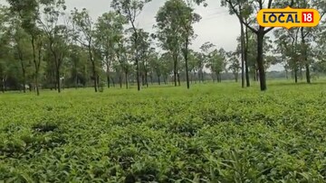 আলিপুরদুয়ারের