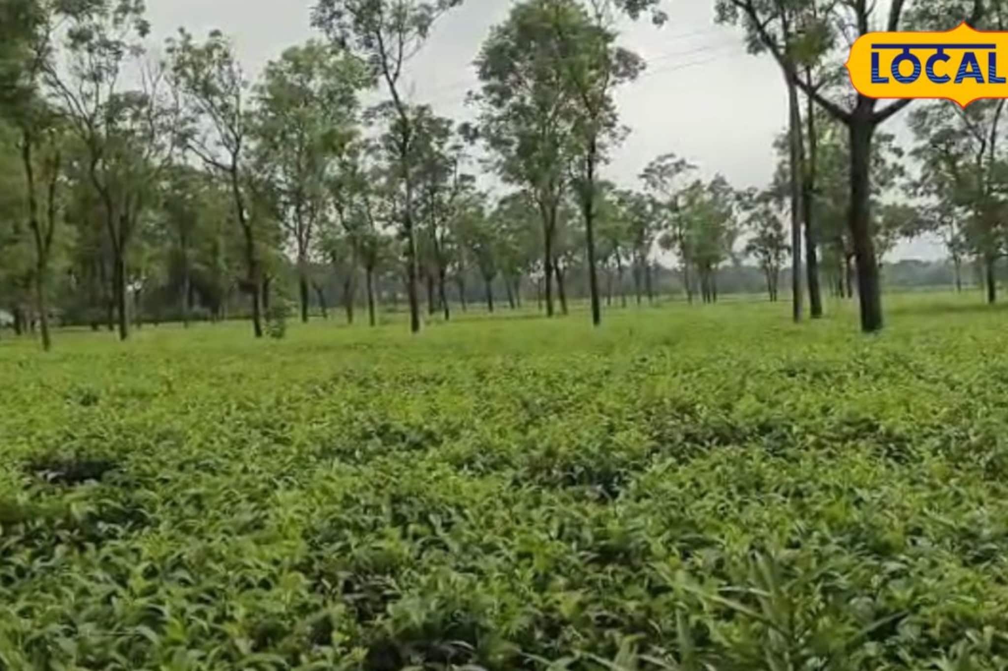 চা বলয় যাদের, জয় তাদের! কত ভোট পেলে কেল্লাফতে? হিসেব কষে জানিয়ে দিল পদ্ম শিবির