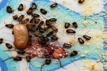 'তেলাপোকা' তাড়ান তুড়িতে...! 'পোকা' মারার স্প্রে ছাড়ুন, 'পাঁচ' টাকার জিনিস ছিটিয়ে দিন বাড়ির কোণায় কোণায়, পালাবার পথ পাবে না!