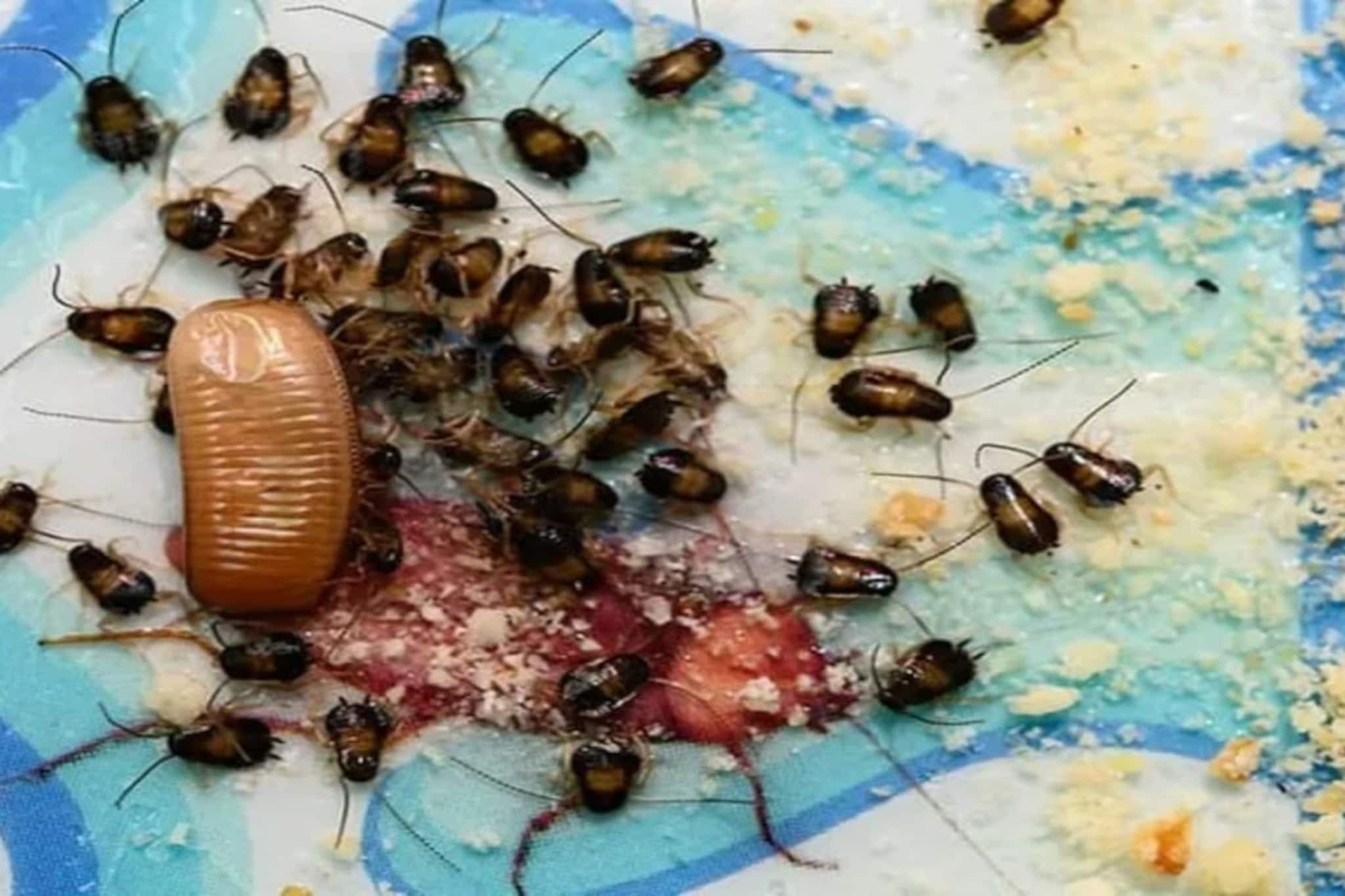 'তেলাপোকা' তাড়ান তুড়িতে...! 'পোকা' মারার স্প্রে ছাড়ুন, 'পাঁচ' টাকার জিনিস ছিটিয়ে দিন বাড়ির কোণায় কোণায়